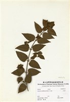 藏品(毛茉莉)的圖片